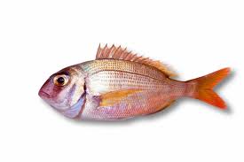 Pargo