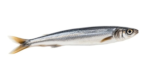 Anchoa
