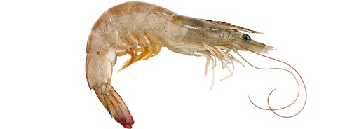 Langostino